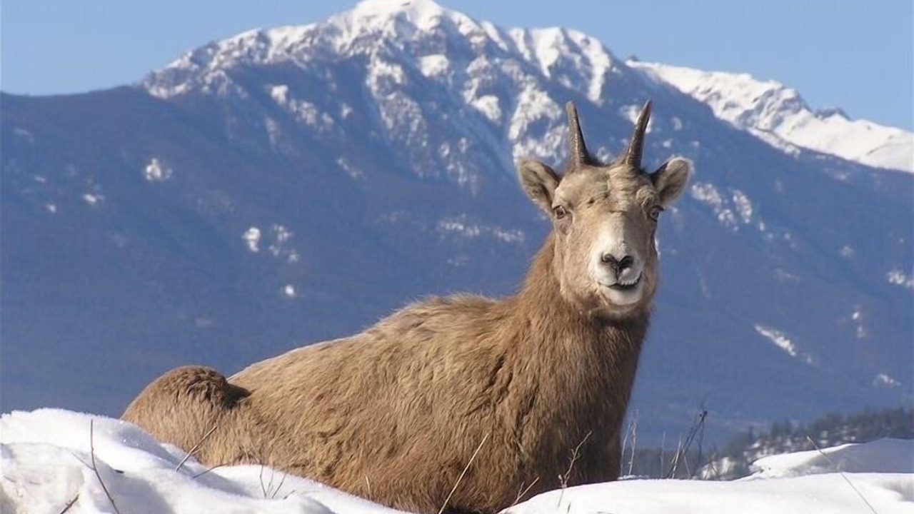 Photo of Others in East Kootenay