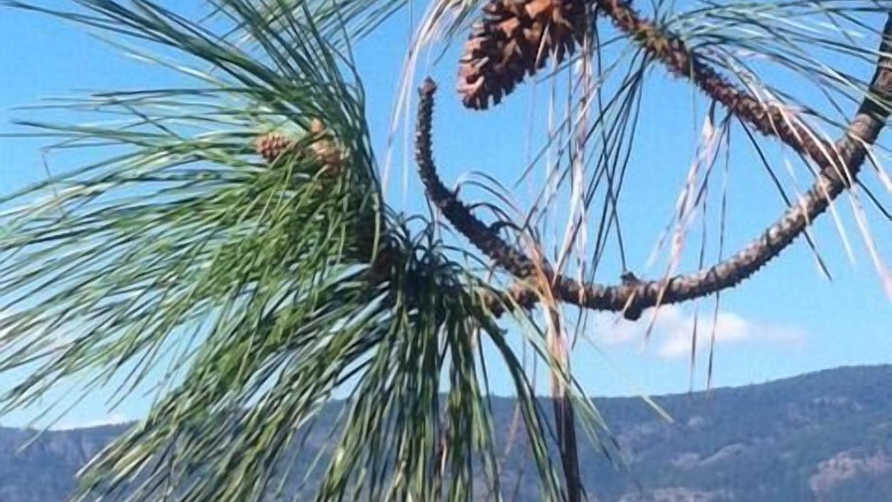 Photo of Others in Central Okanagan