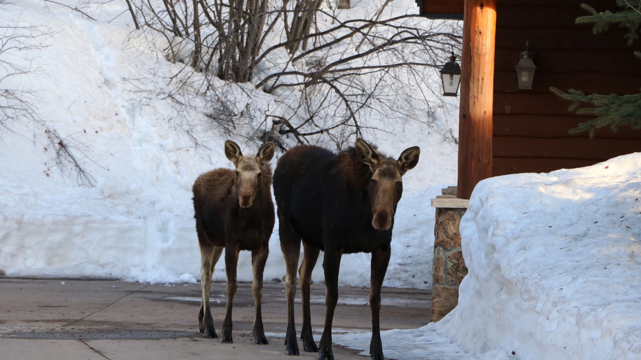 Photo of Outdoor in Steamboat Springs