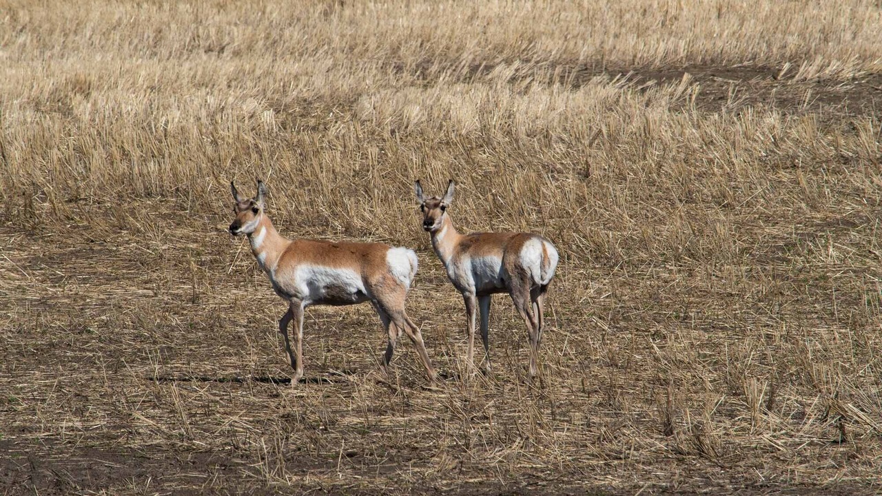 Photo of Outdoor in Morse