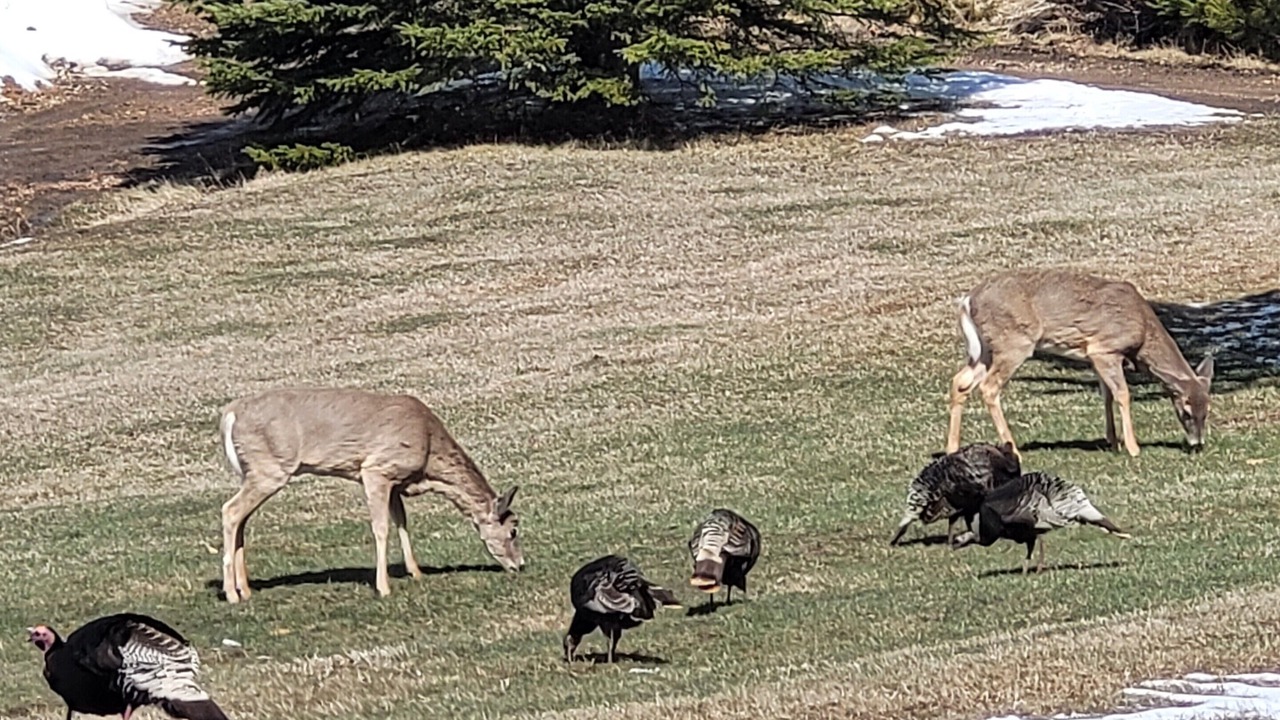 Photo of Others in Deadwood