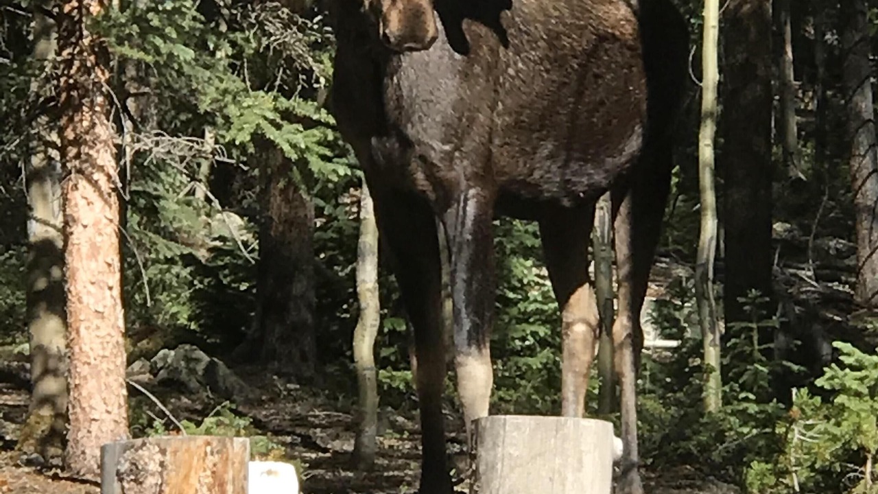 Photo of Others in Whitepine