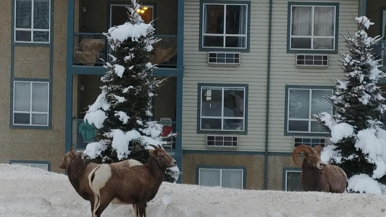 Photo of Others in East Kootenay