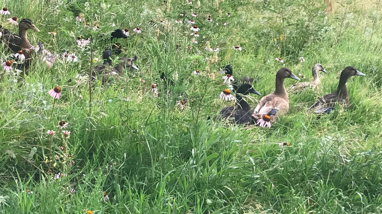 Photo of Others in Rapid City