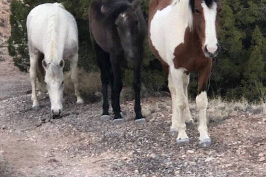 Photo of Others in Placitas