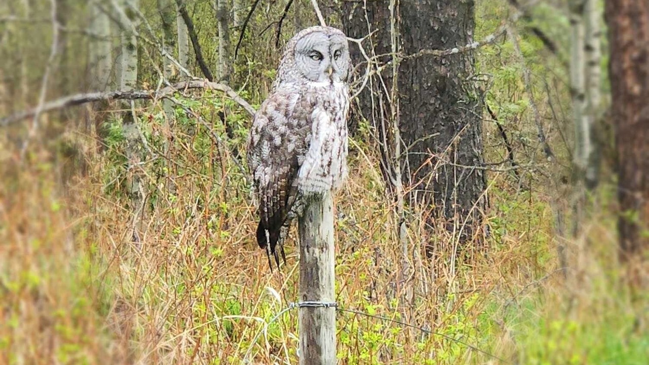 Photo of Others in Central Alberta