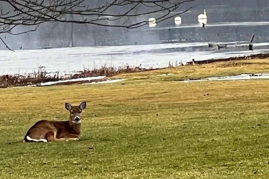 Photo of Others in Chippewa Lake