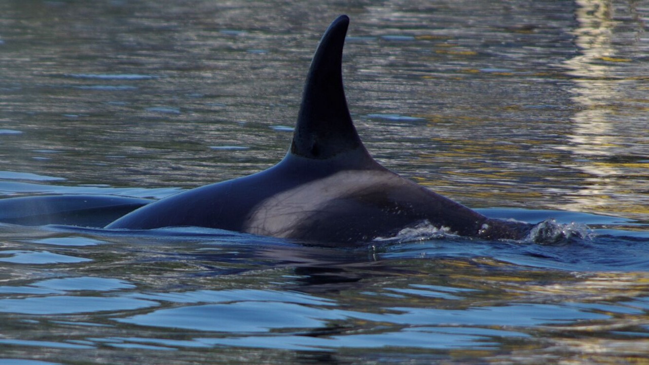 Photo of Others in Regional District of Nanaimo