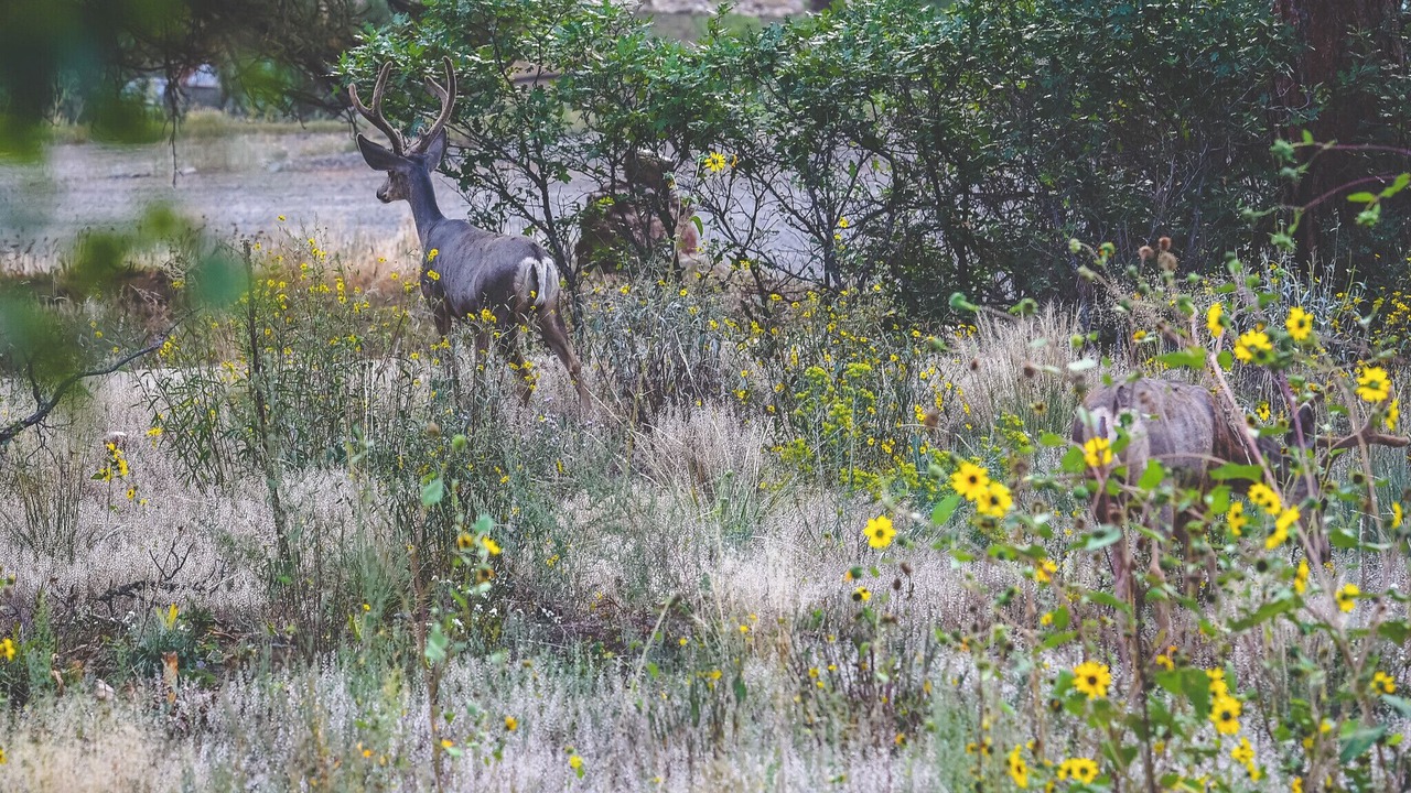 Photo of Others in Pagosa Springs