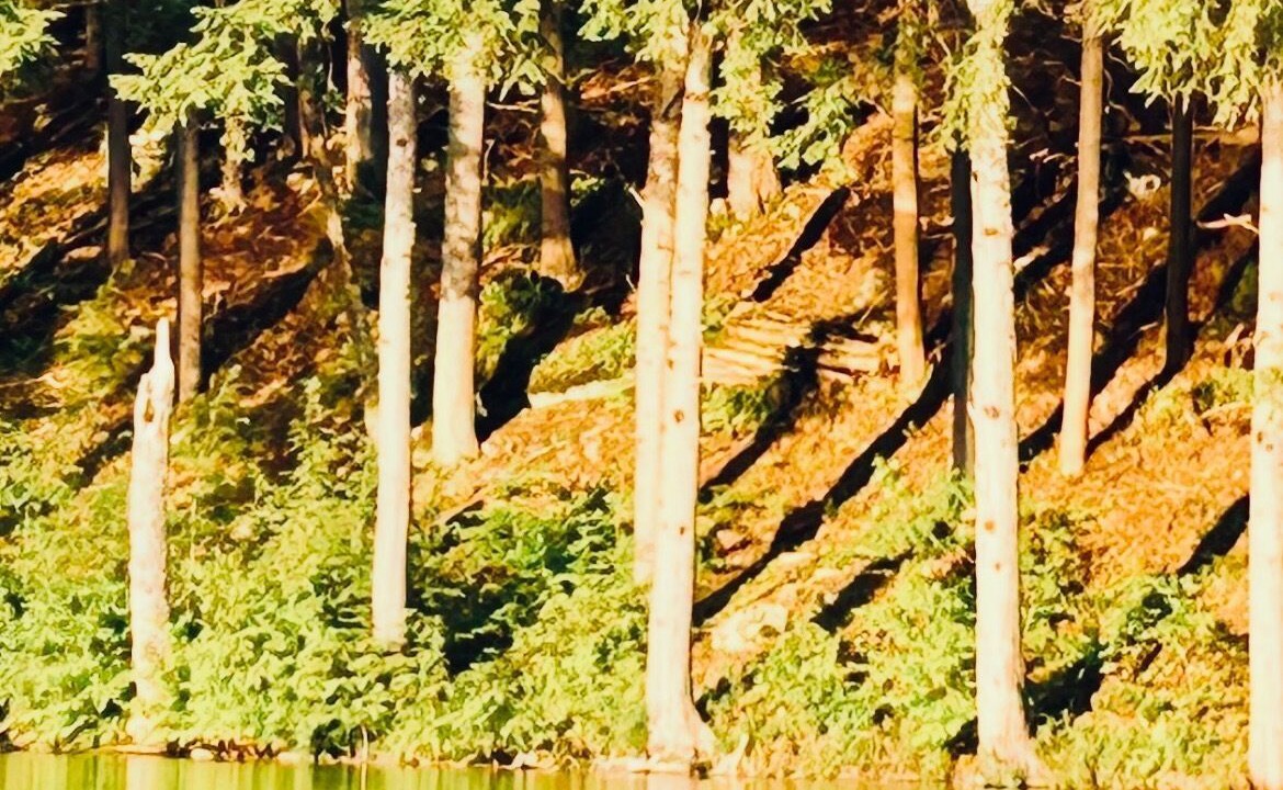 Photo of Others in Forest Dale