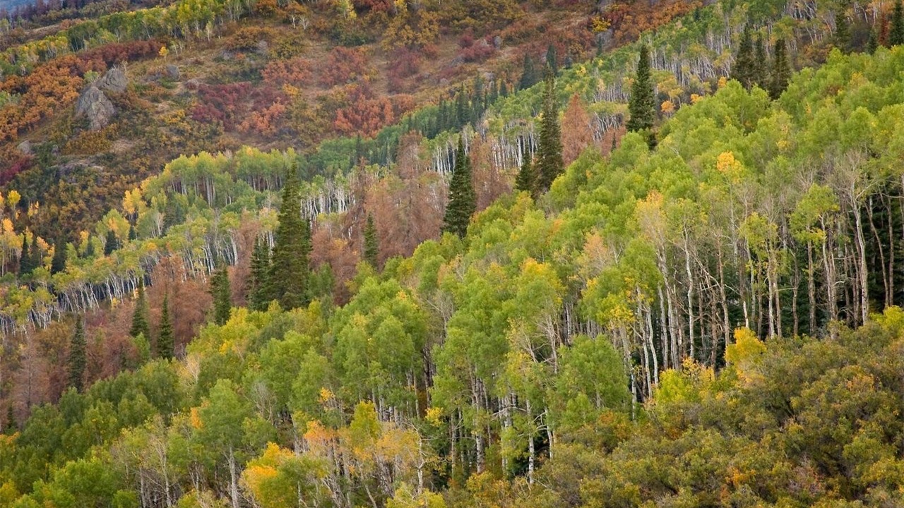 Photo of Others in Steamboat Springs