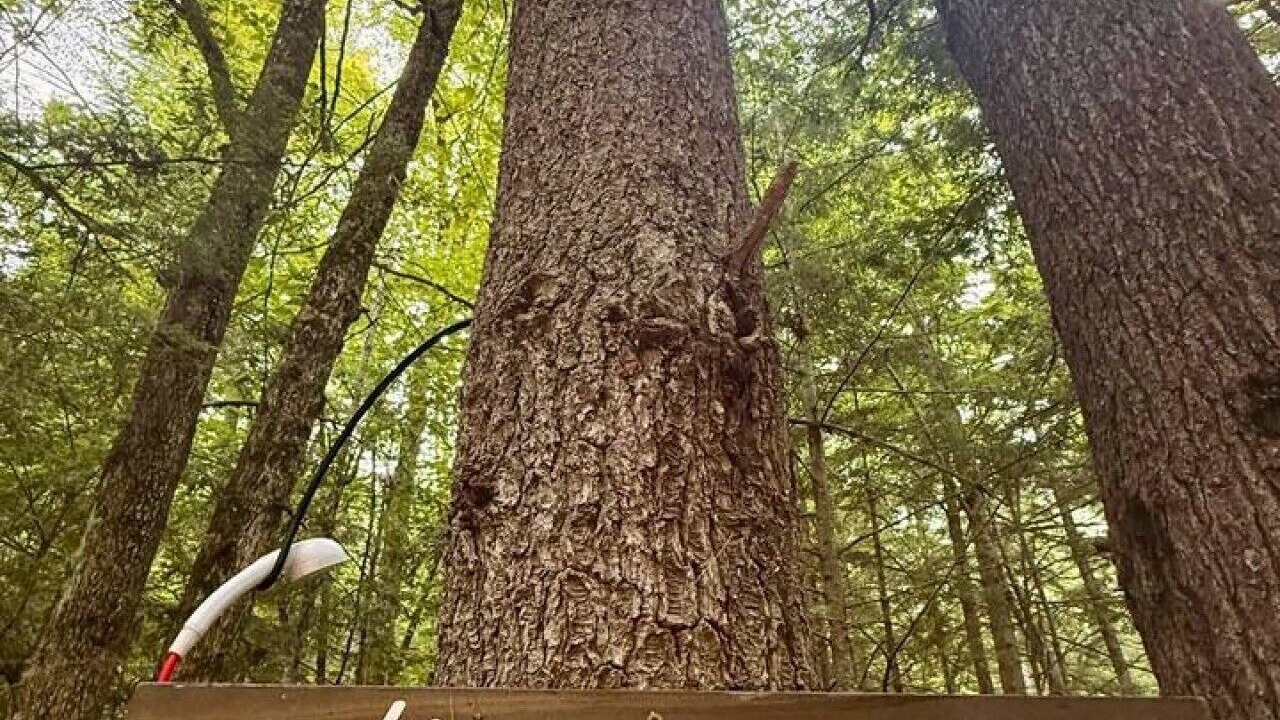 Photo of Others in Fryeburg