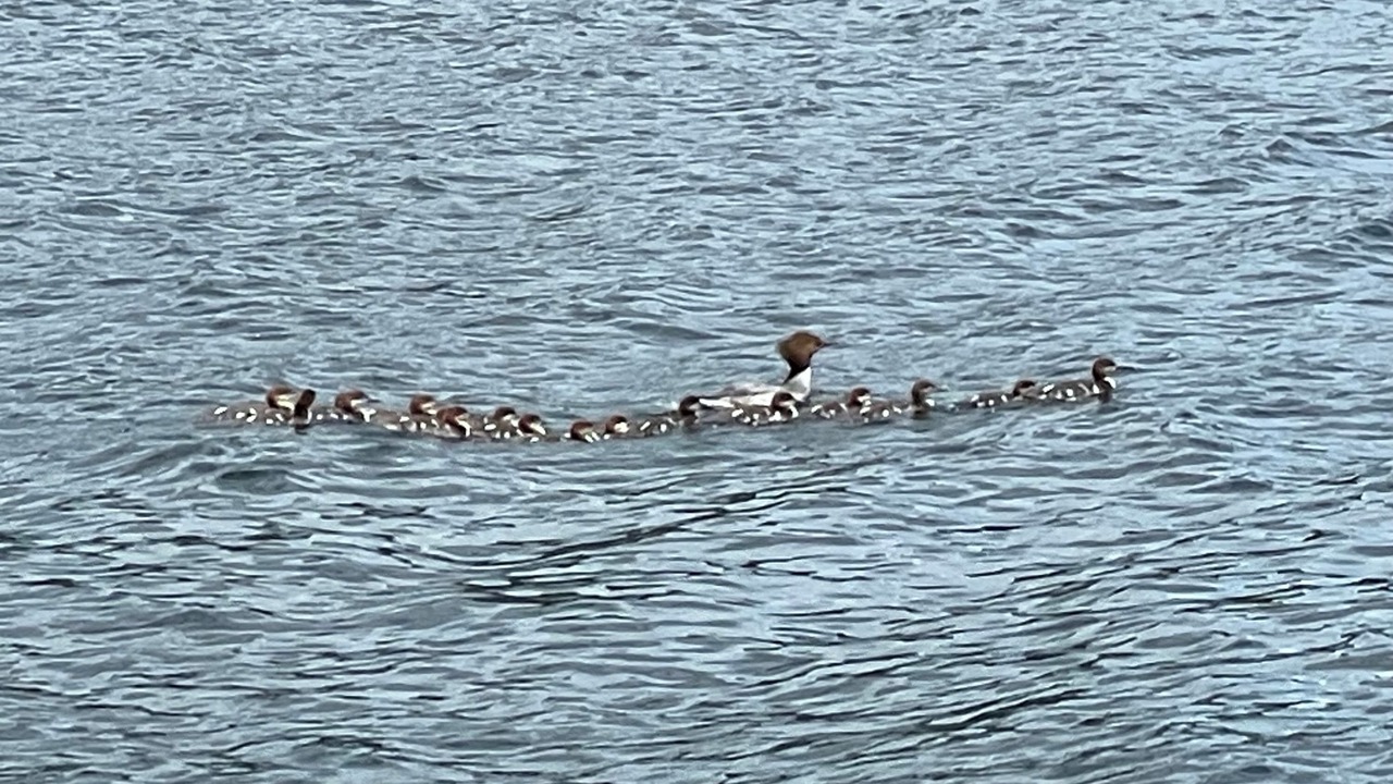 Photo of Others in Bolton Landing