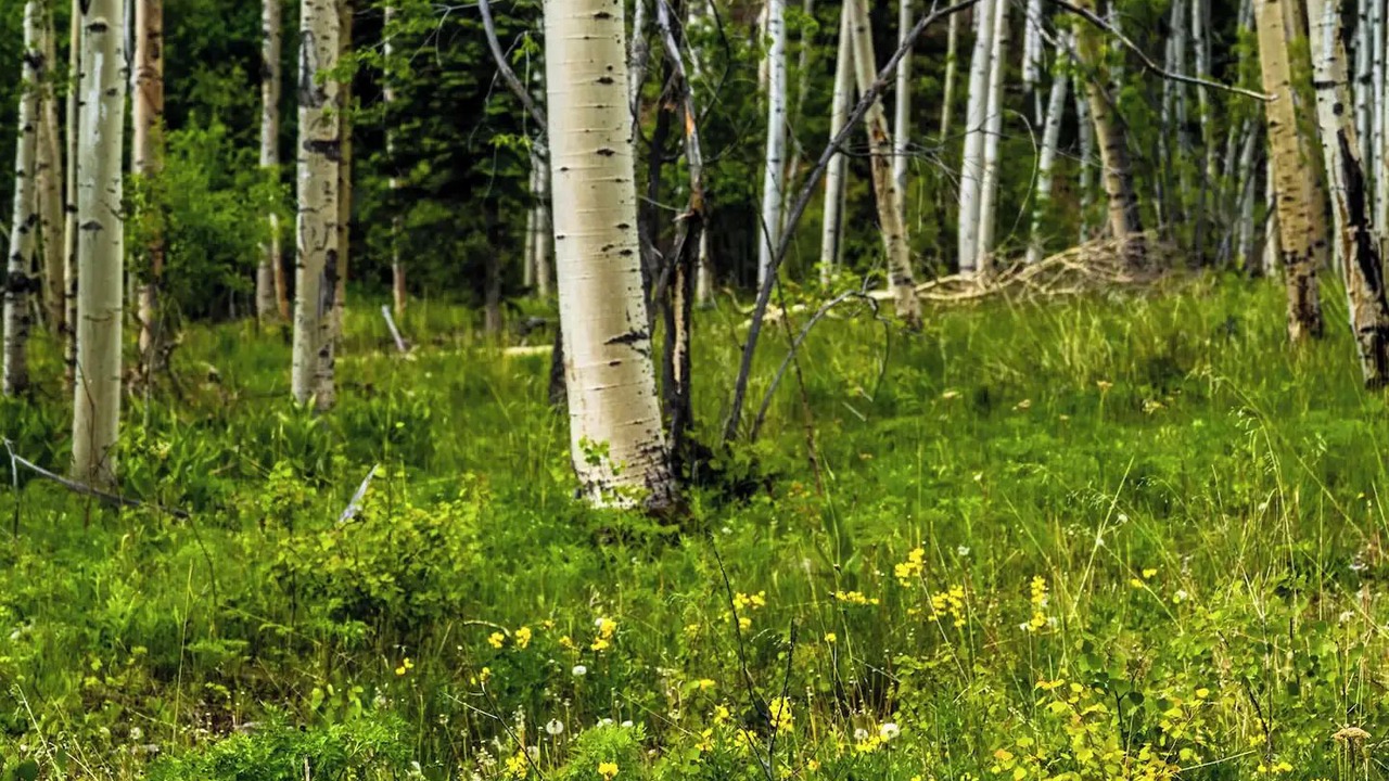 Photo of Outdoor in Westcliffe