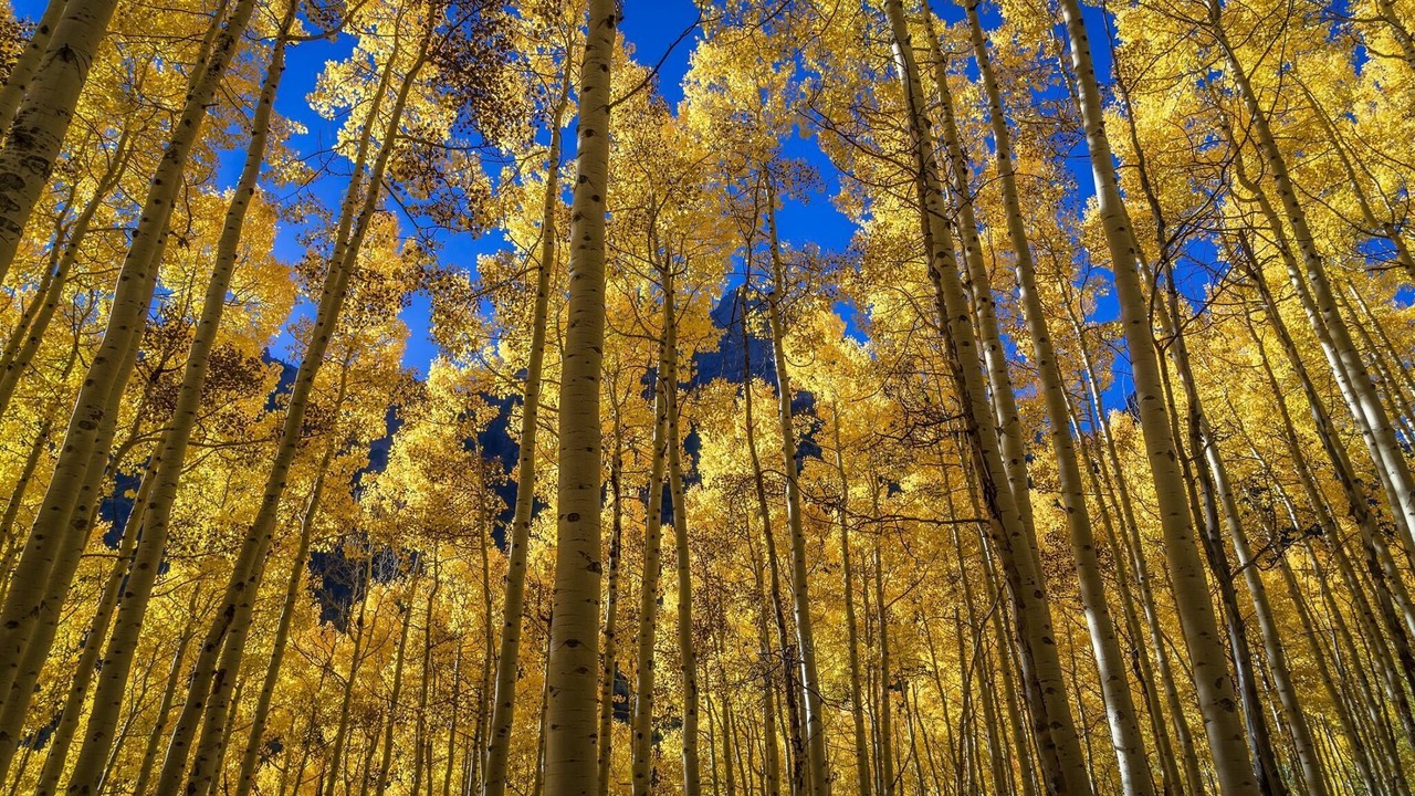 Photo of Others in Estes Park