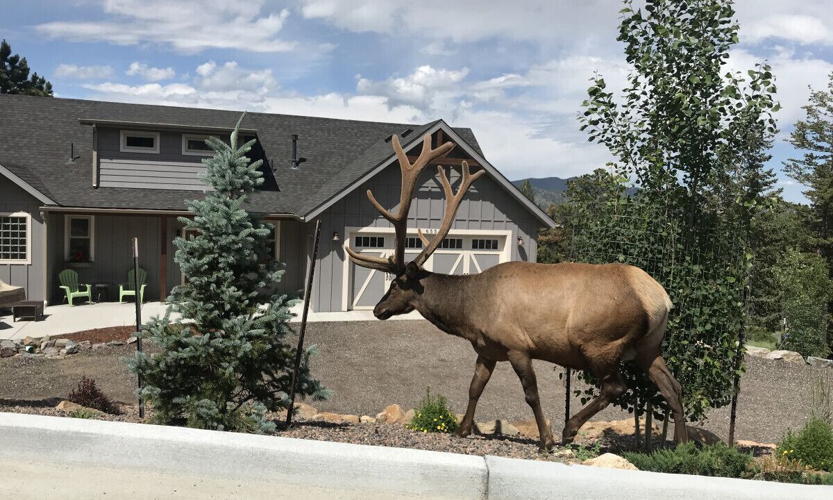 Photo of Others in Estes Park