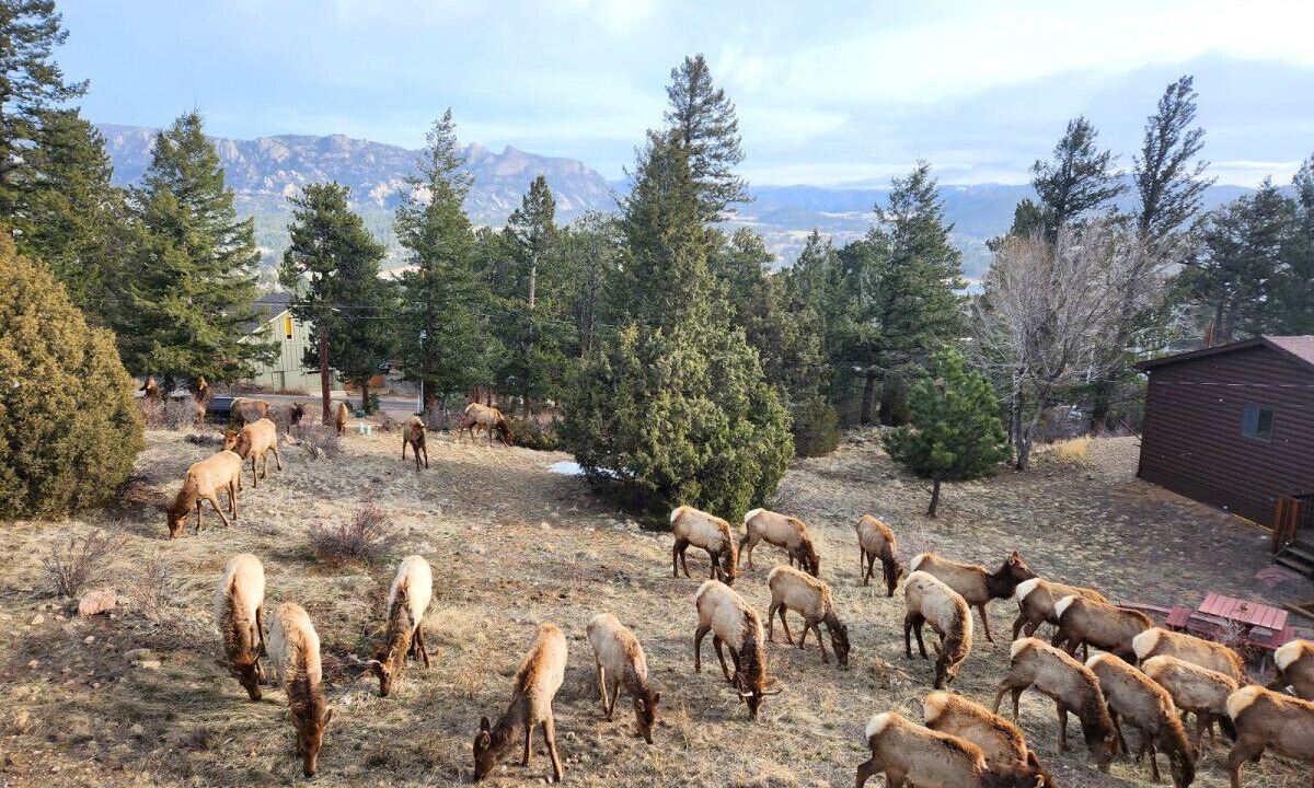 Photo of Others in Estes Park