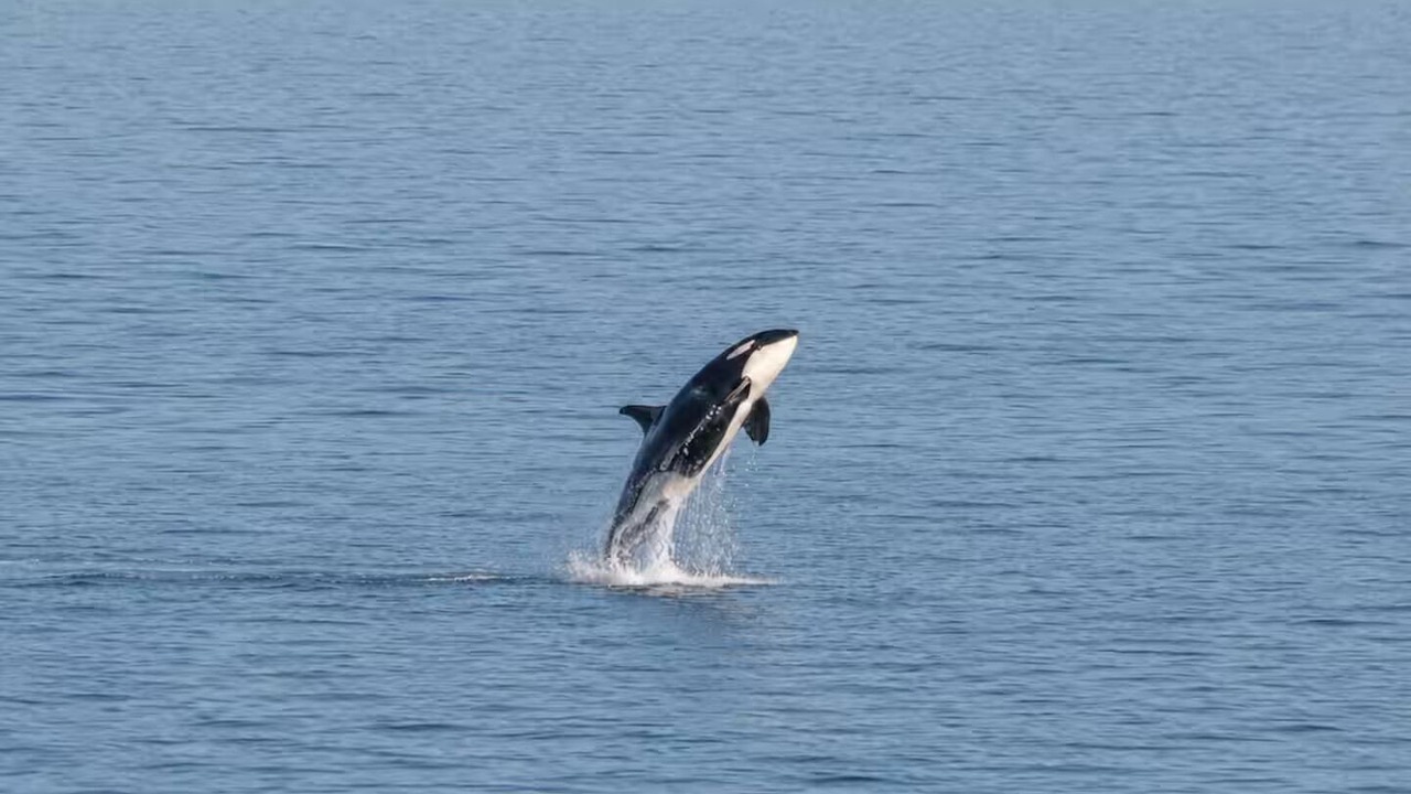 Photo of Others in Pender Island