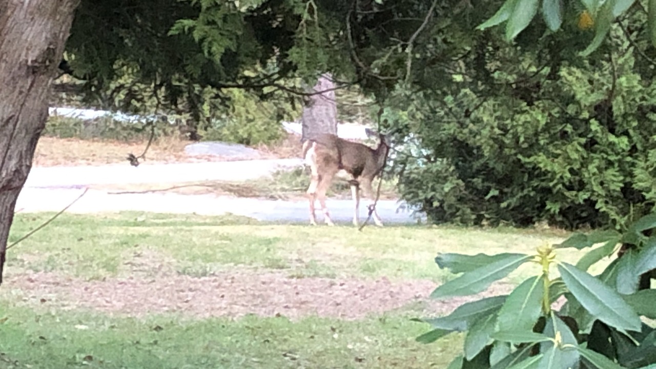 Photo of Outdoor in West Tremont