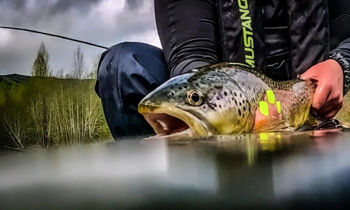 Photo of Others in Lake Cowichan