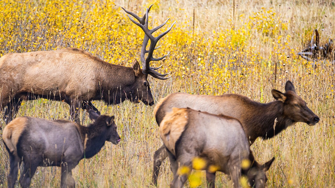 Photo of Others in Estes Park