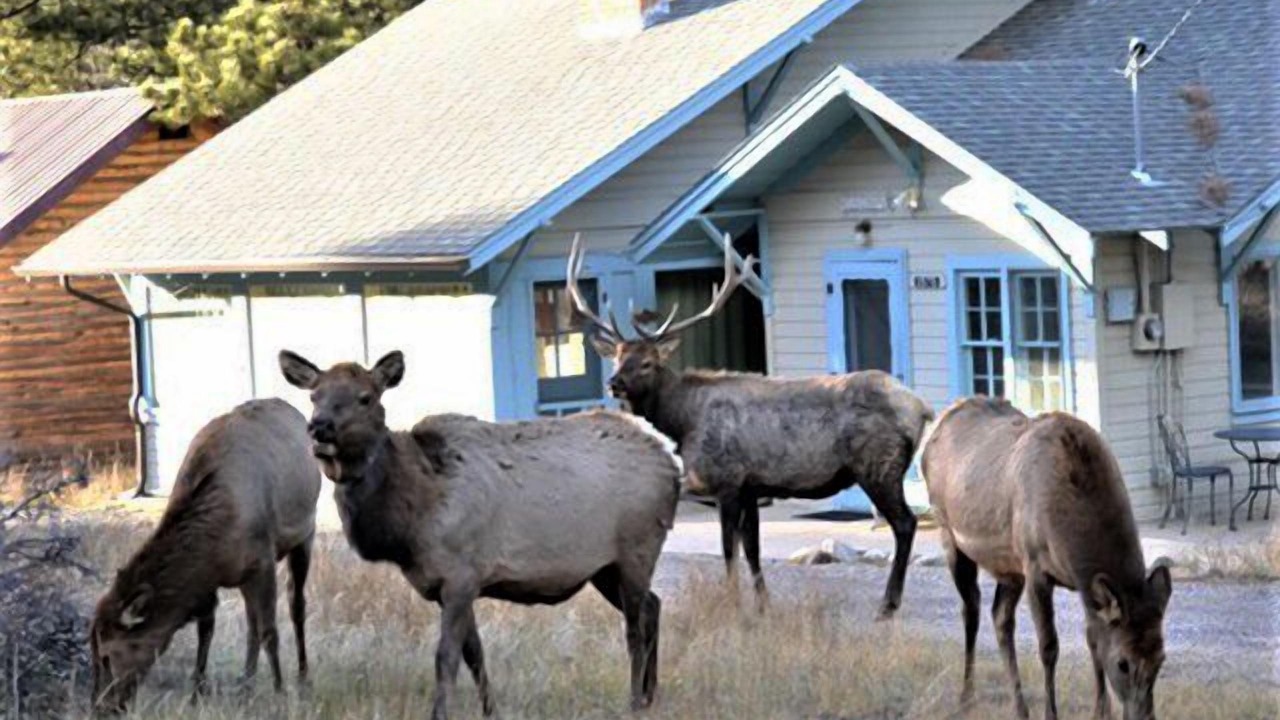 Photo of Others in Estes Park