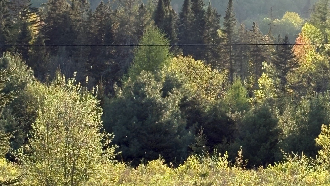 Photo of Others in West Burke