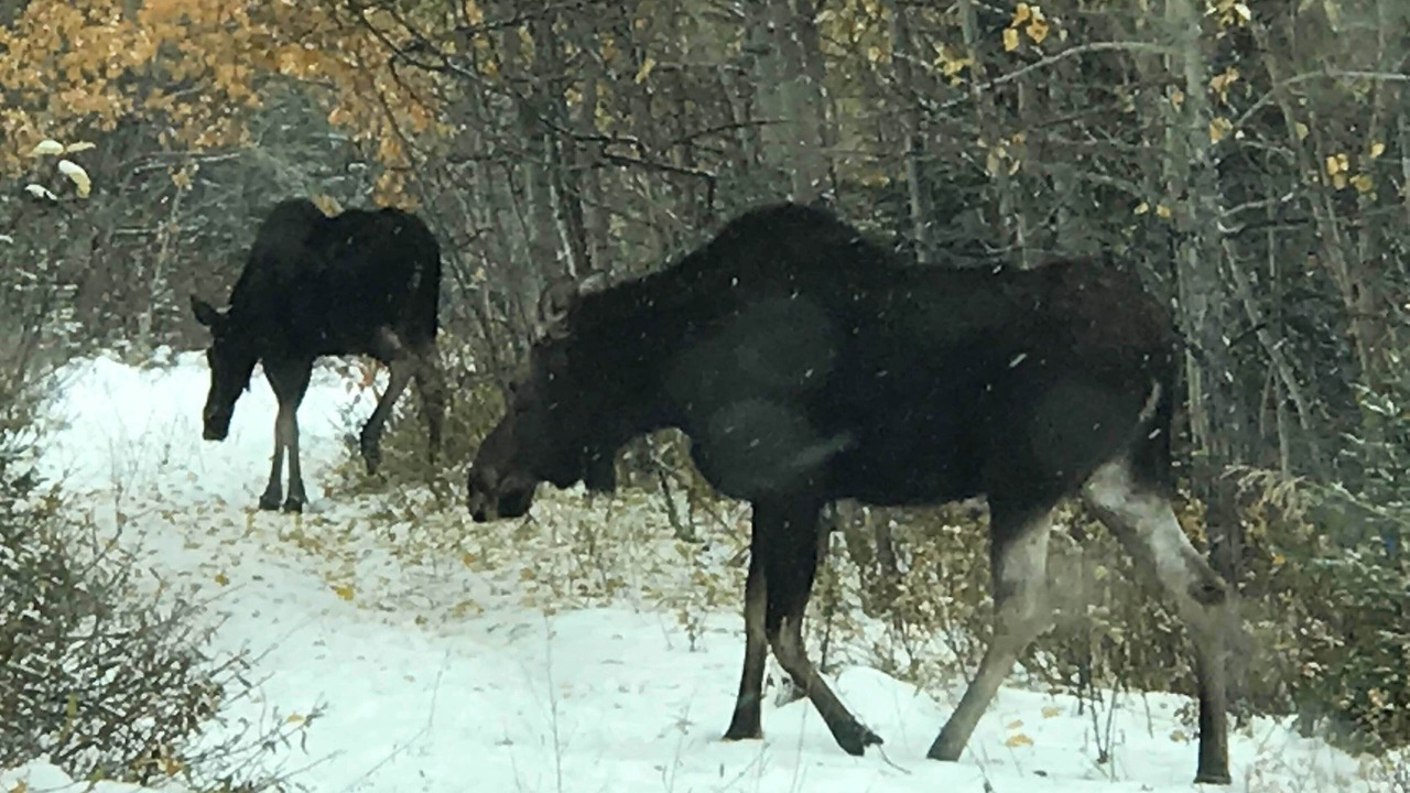 Photo of Others in Calgary