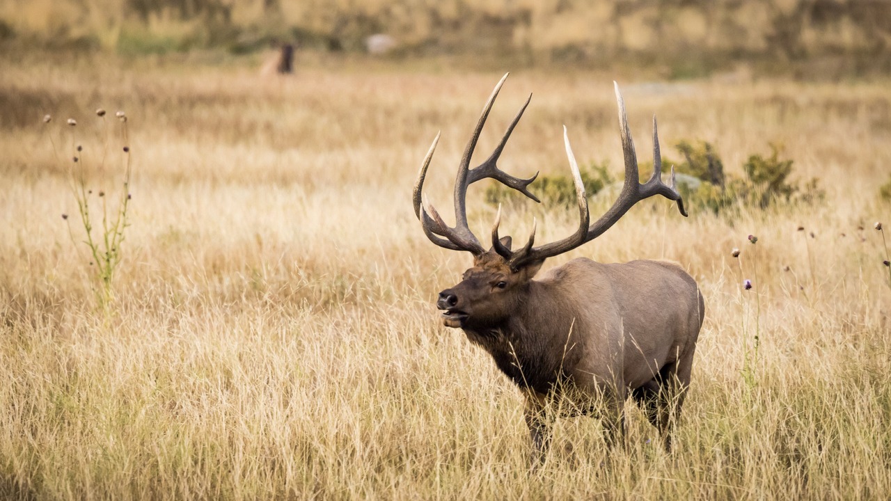 Photo of Others in Estes Park