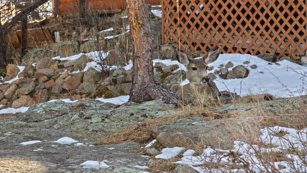 Photo of Others in Estes Park