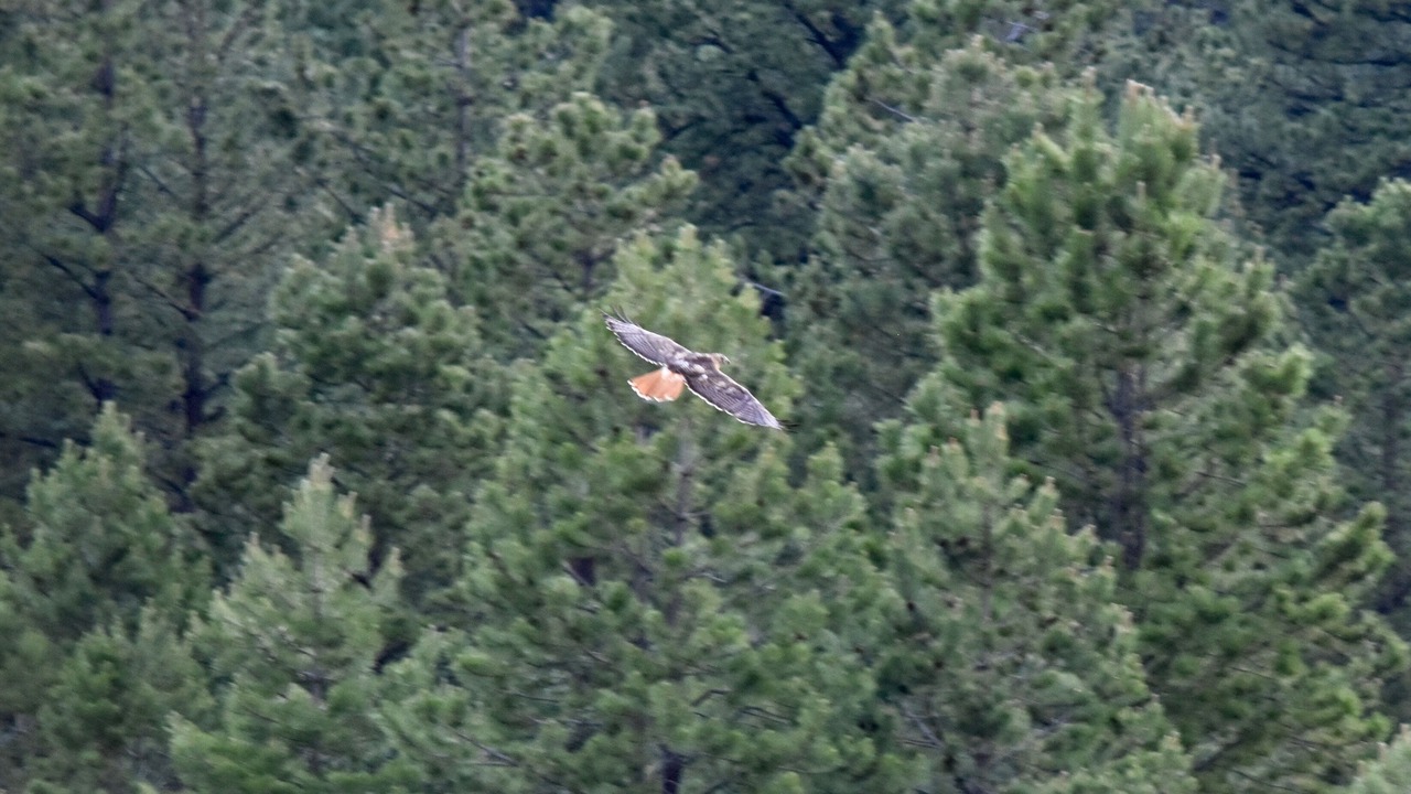 Photo of Others in Canon City