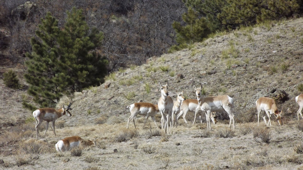 Photo of Others in Canon City
