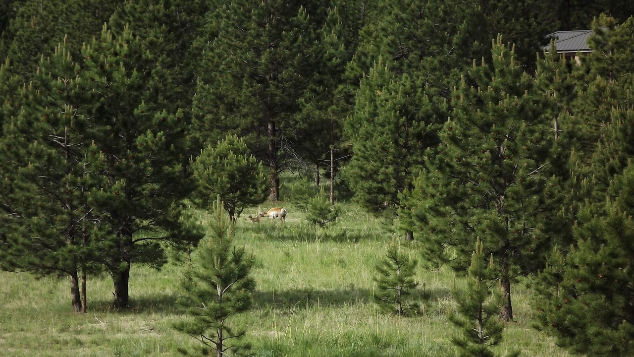 Photo of Others in Canon City