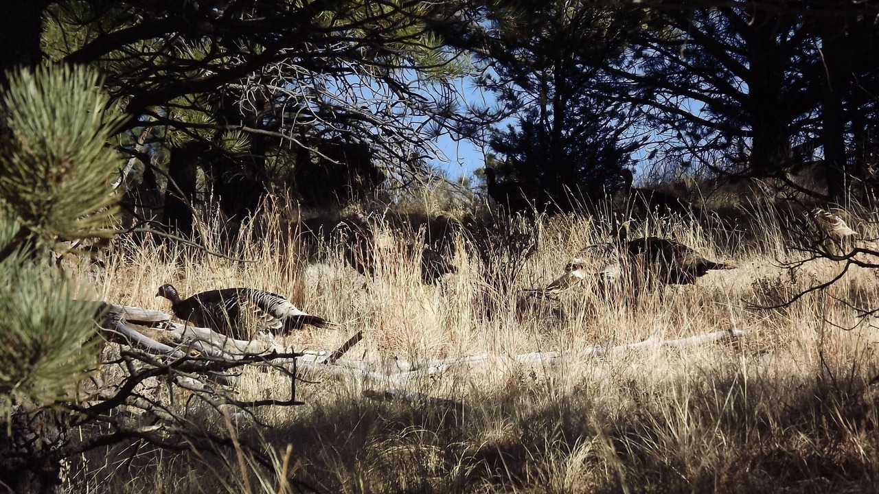 Photo of Others in Canon City