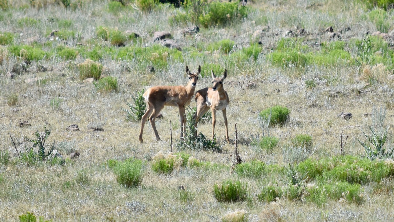 Photo of Others in Canon City