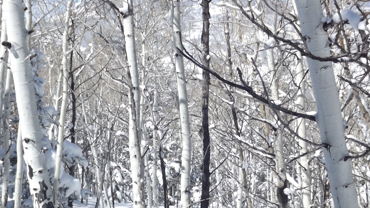 Photo of Others in Canon City