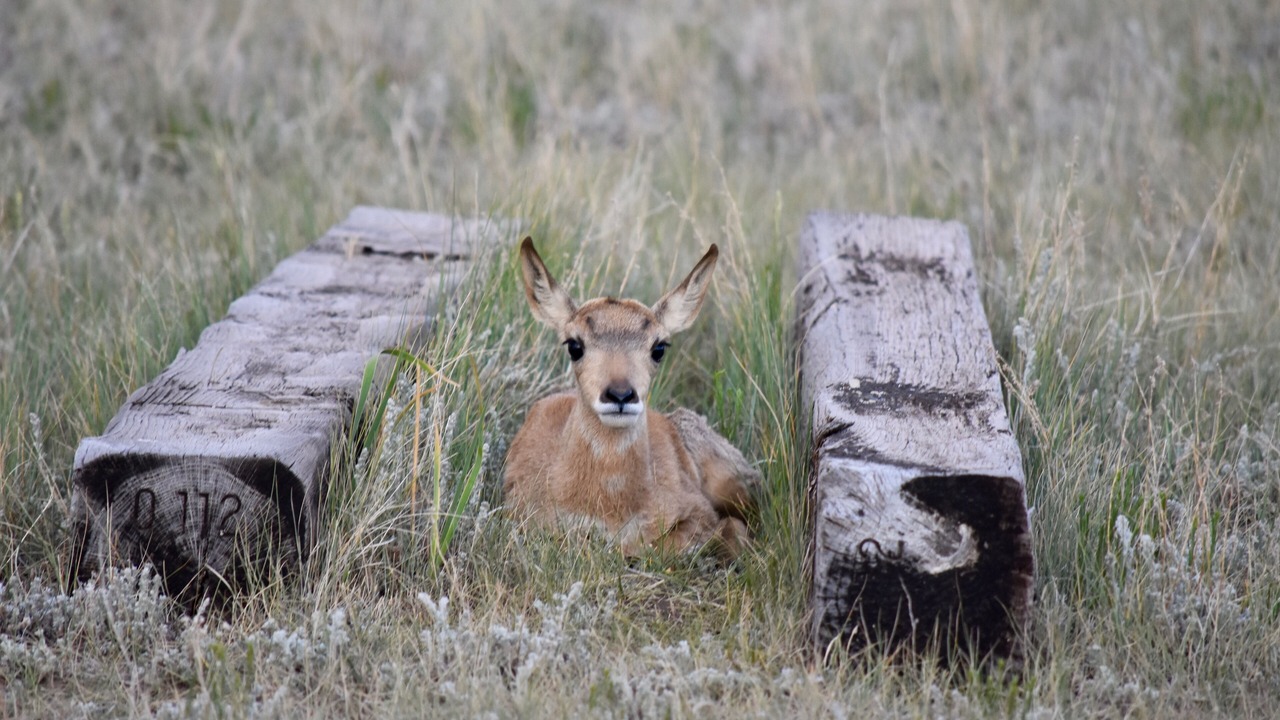 Photo of Others in Canon City
