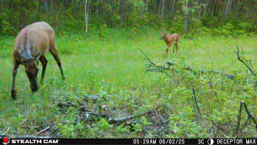Photo of Others in Northern Alberta