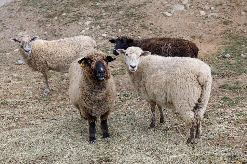 Photo of Others in Bethlehem