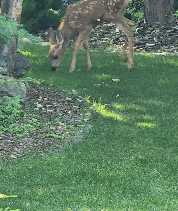 Photo of Others in Southwest Calgary