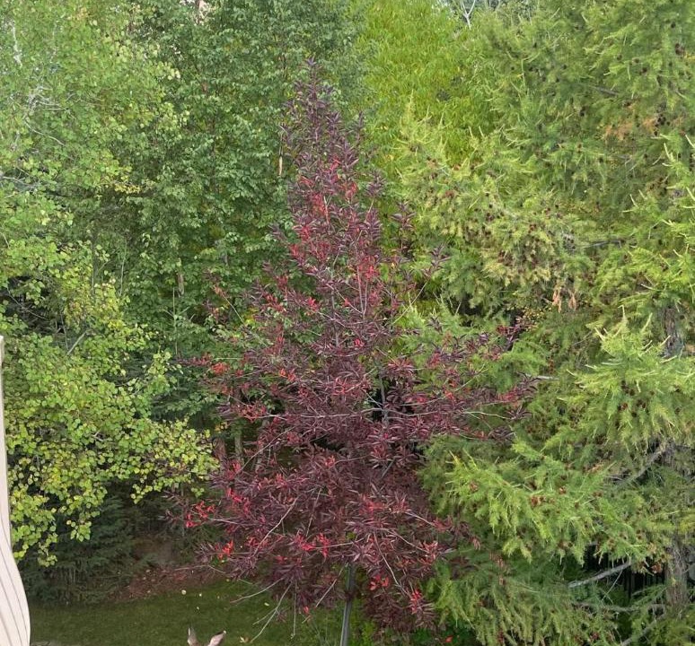 Photo of Others in Southwest Calgary