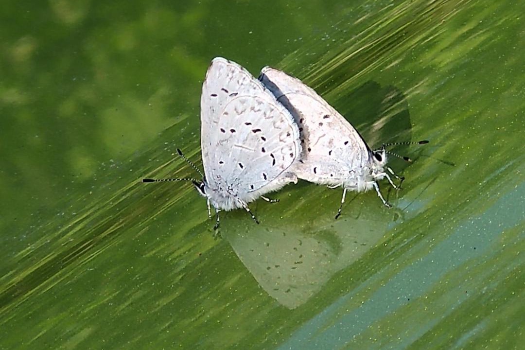 Photo of Others in Madeira Park
