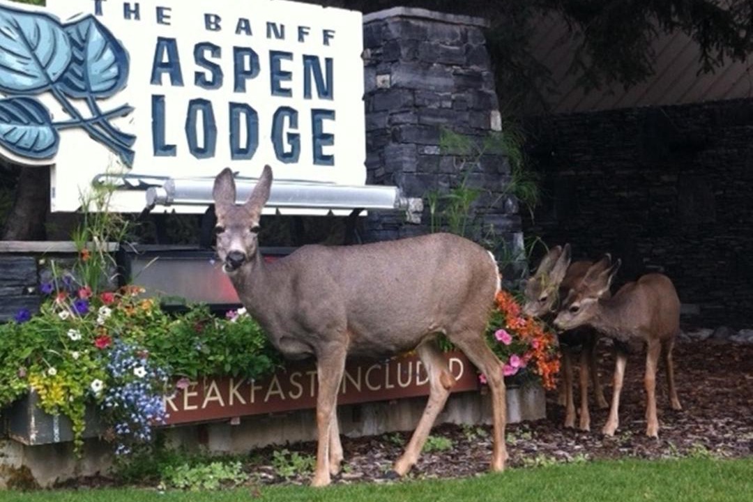 Photo of Others in Banff