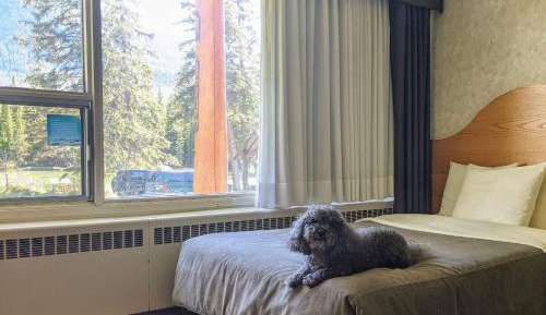 Double Room with Two Double Beds - Pet Friendly